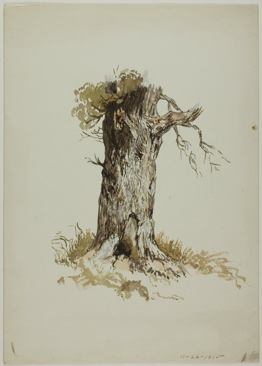 Gammel træstamme (recto); Gammel træstamme (verso) af Unknown artist
