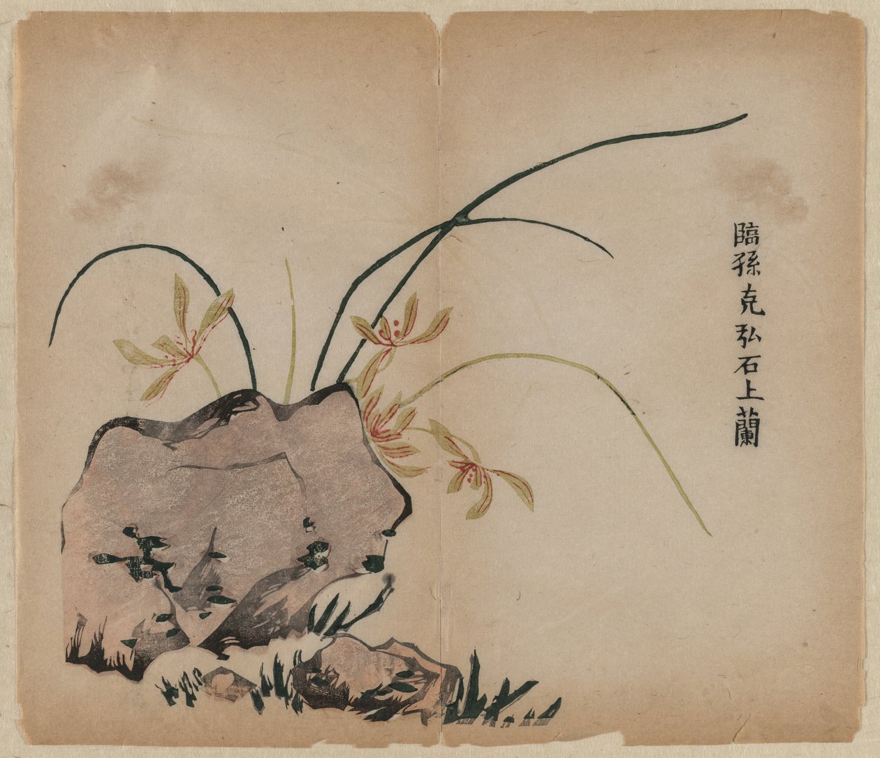 Orchid on Rocks af Unknown artist