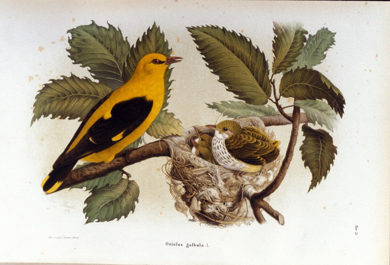 Ornitologi: en loriot i nærheden af sine ungers rede. af Unknown artist