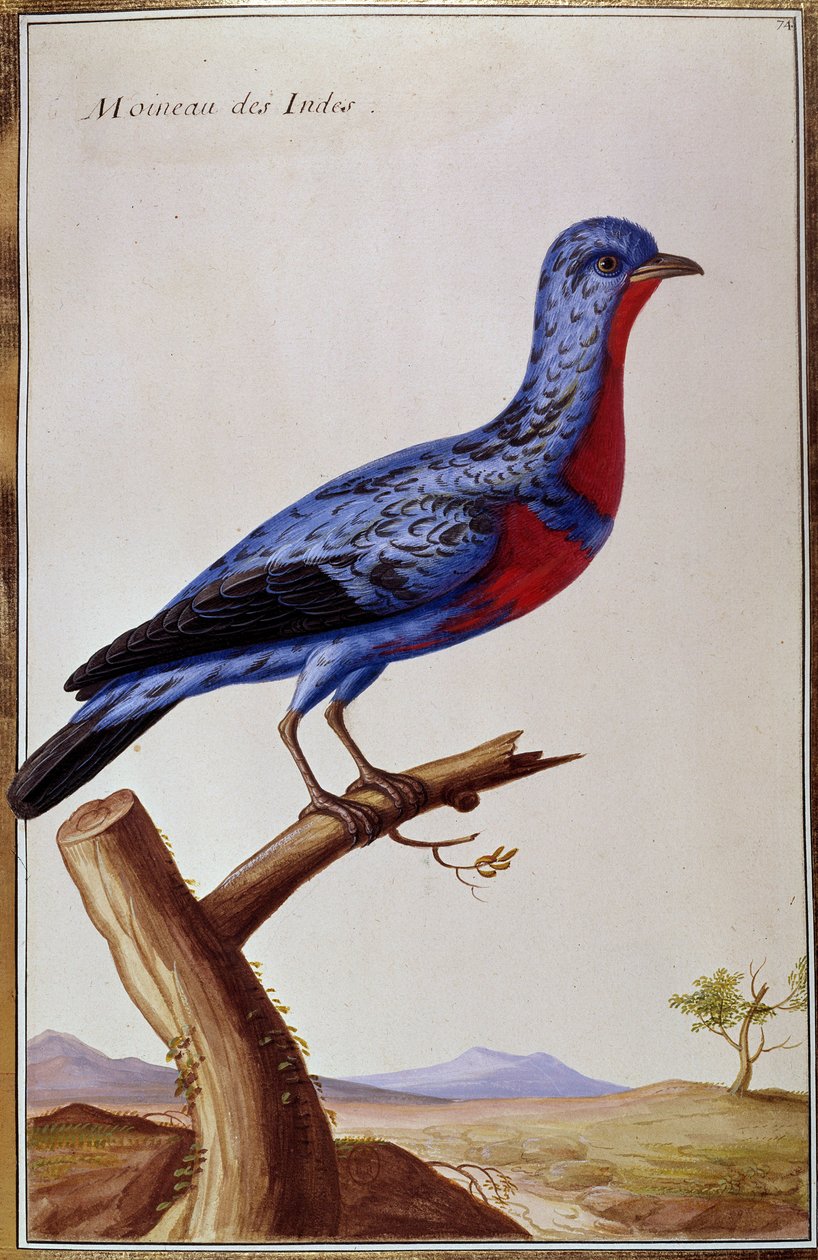 Ornitologi: en spurv fra Indes. Tallerken fra 1700-tallet. Paris, B.N. af Unknown artist