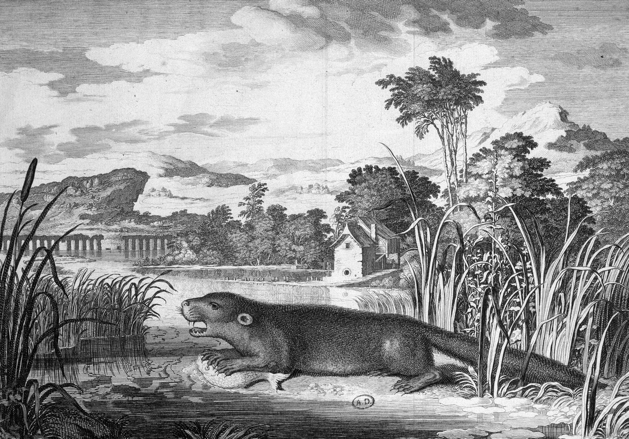 Otter - gravering af Unknown artist
