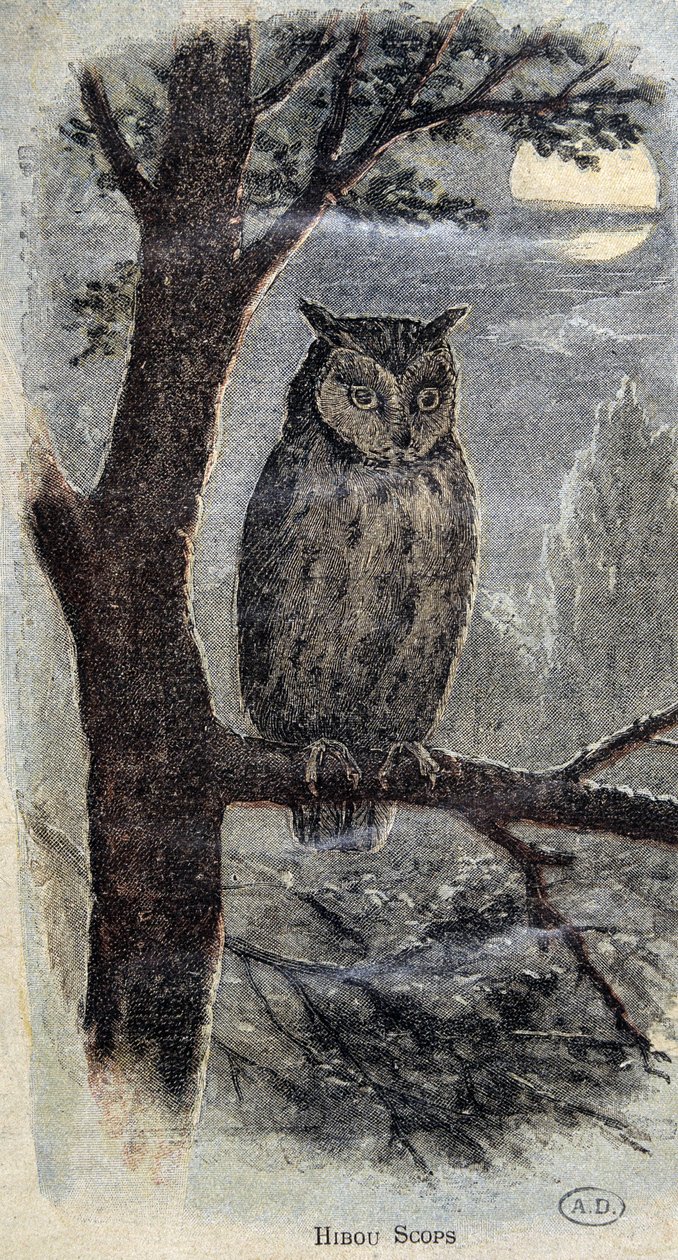 Ugle af Unknown artist