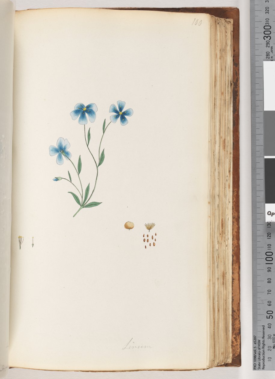 Side 100. Linum af Unknown artist