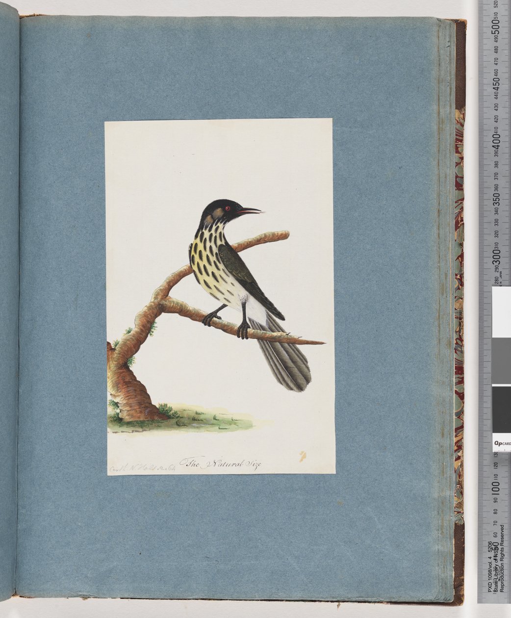 Page 100. New Holland Honeyeater. Certhia Novae Hollandiaedani af Unknown artist
