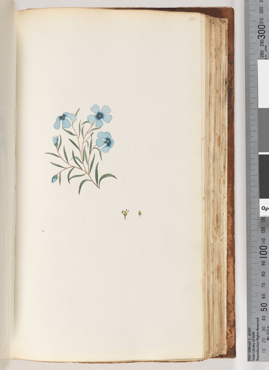 Page 101. Unidentified plantdani af Unknown artist
