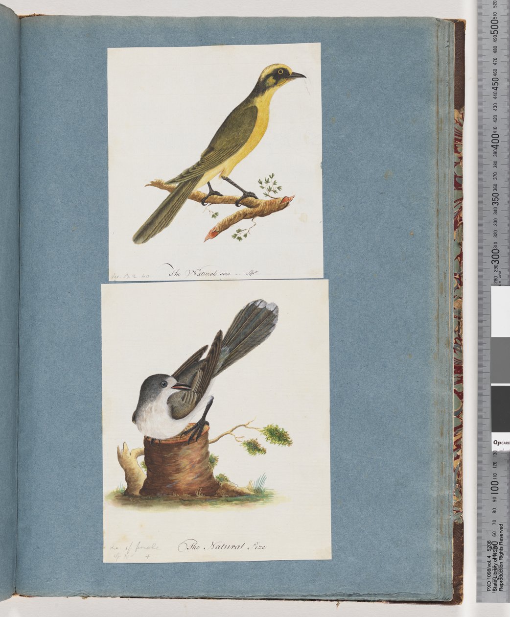 Side 101. Gultuftet Honningæder. 102. Uidentificeret Fugl af Unknown artist