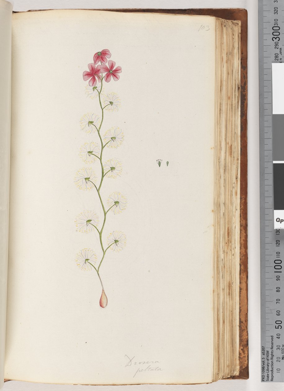 Side 103. Drosera peltata af Unknown artist