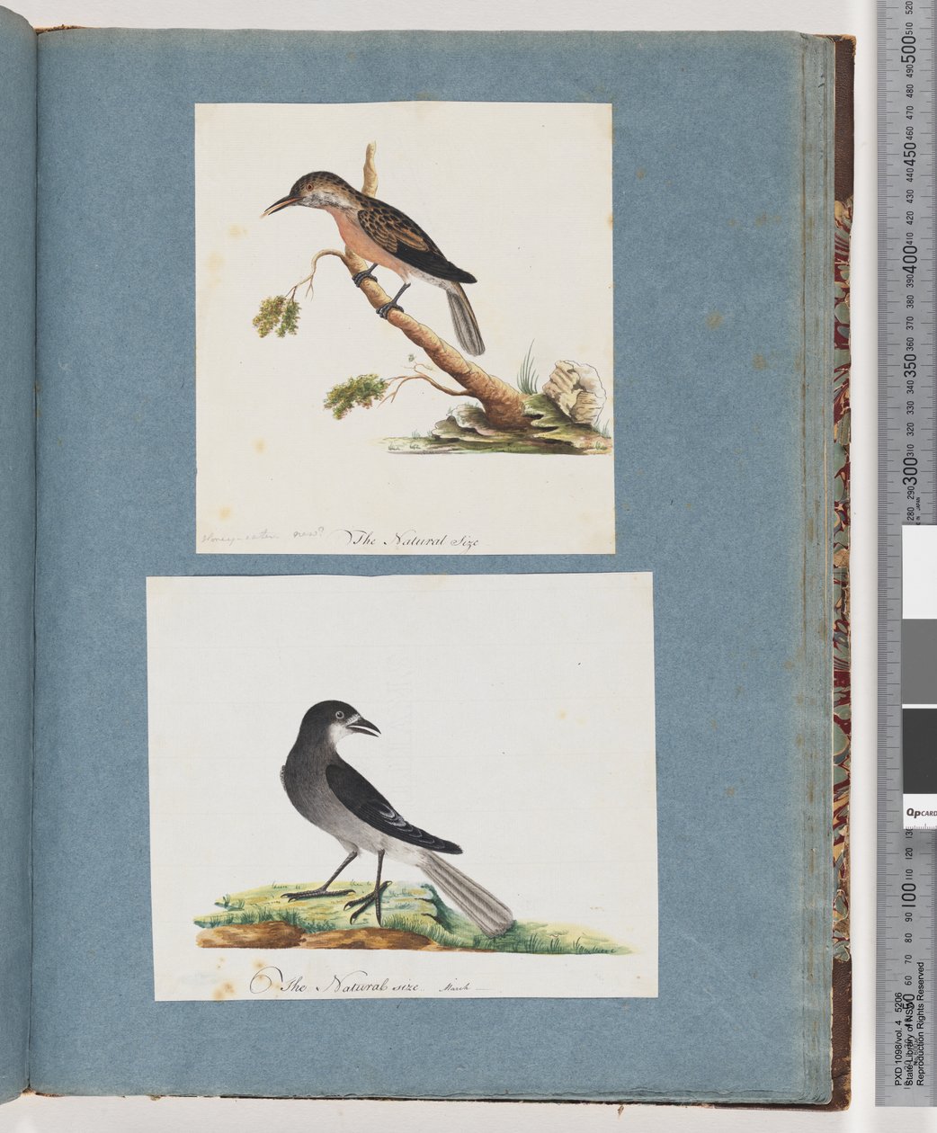 Side 103. Uidentificeret fugl. Honningæder. 104. Uidentificeret Fugl af Unknown artist