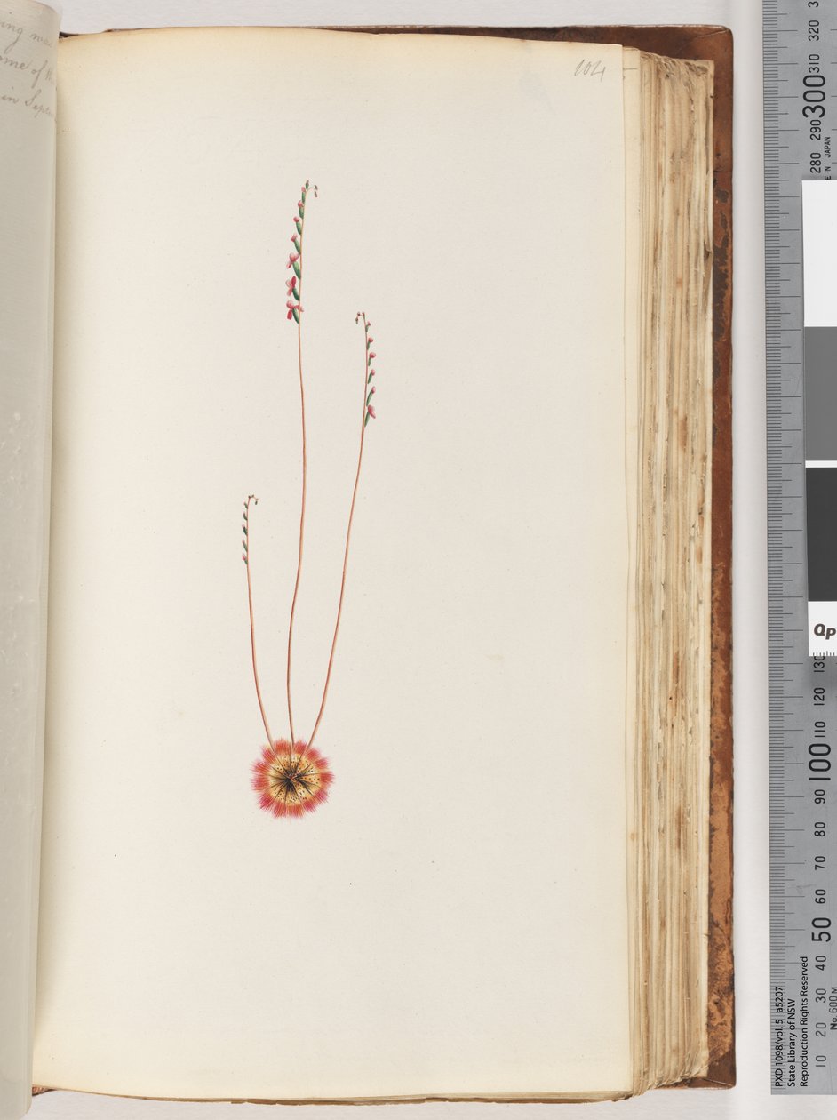 Page 104. Unidentified plantdani af Unknown artist