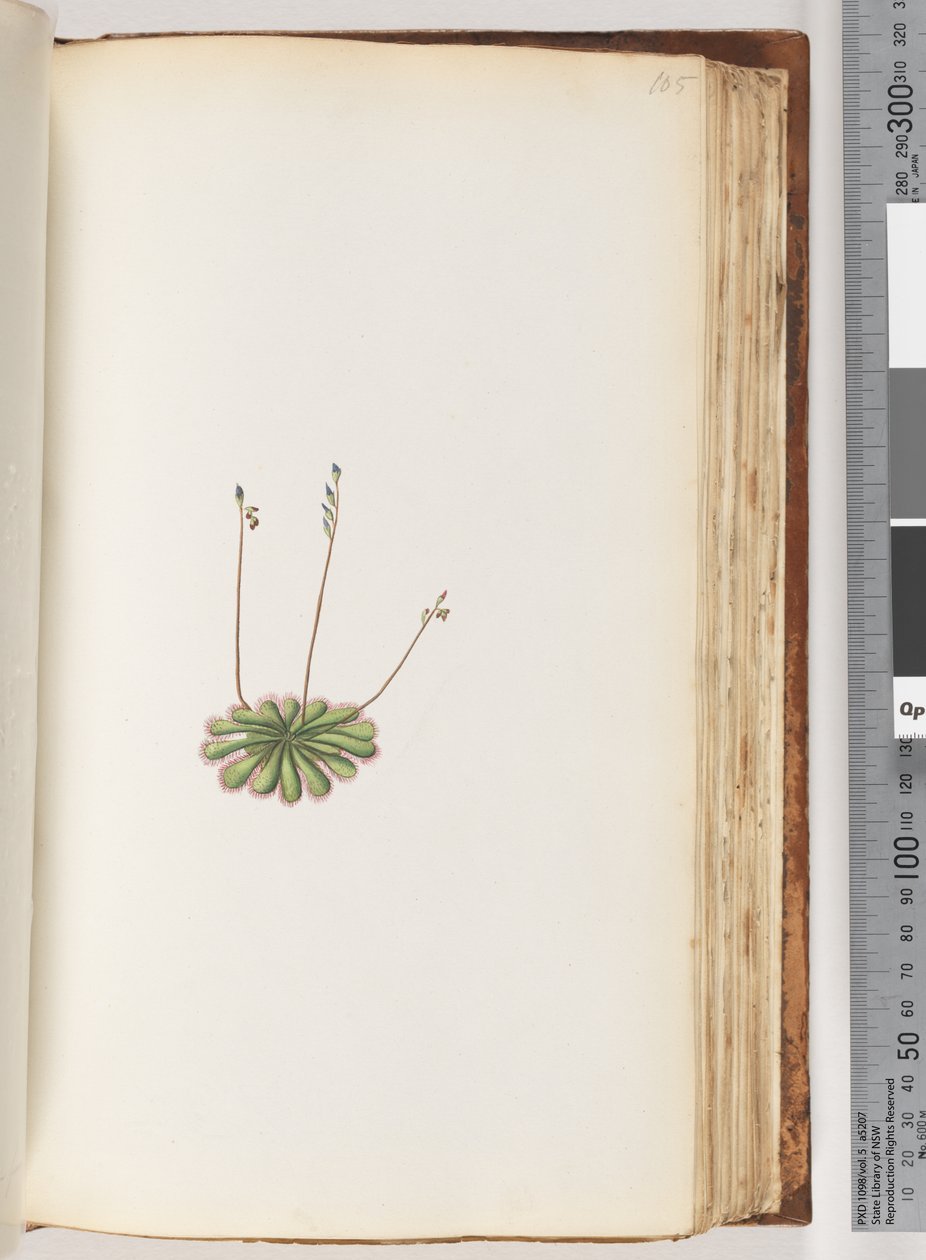 Page 105. No registration. Unidentified plantdani af Unknown artist