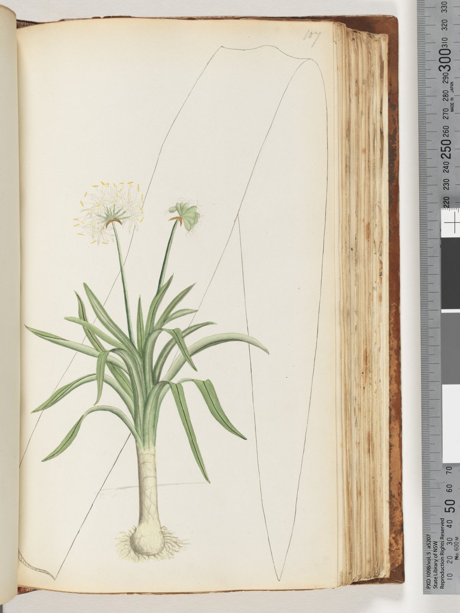 Side 107. Ingen inskription. Uidentificeret plante af Unknown artist