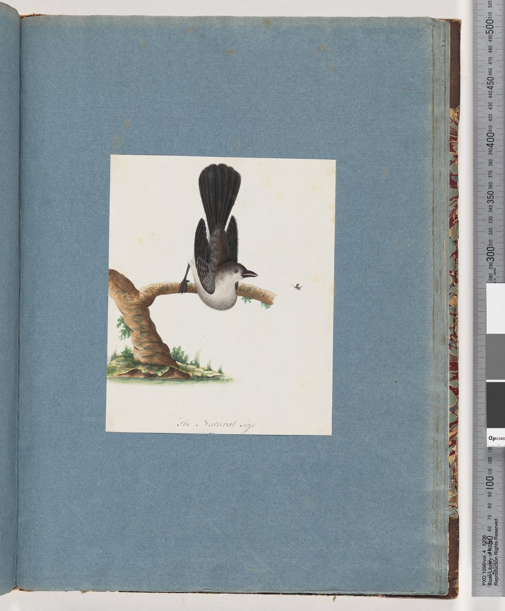 Side 107. Uidentificeret fugl af Unknown artist