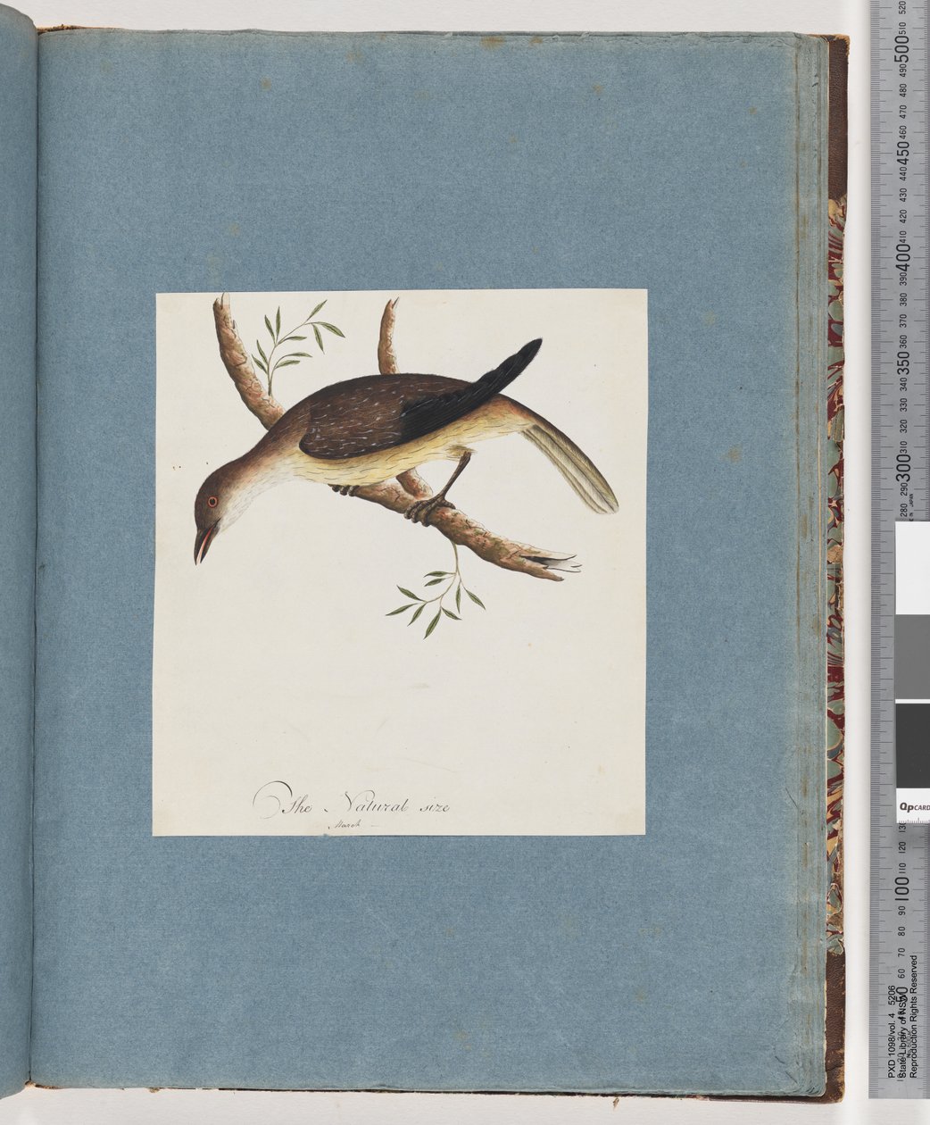Side 108. Uidentificeret fugl af Unknown artist
