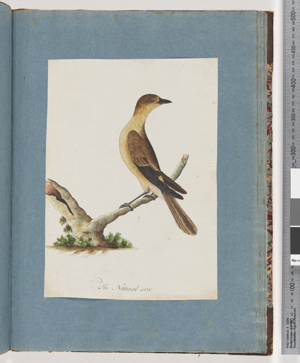 Side 109. Uidentificeret fugl af Unknown artist