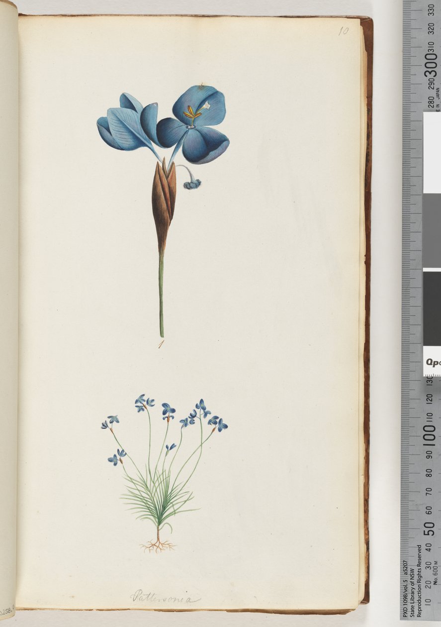 Side 10. Pattersonia af Unknown artist