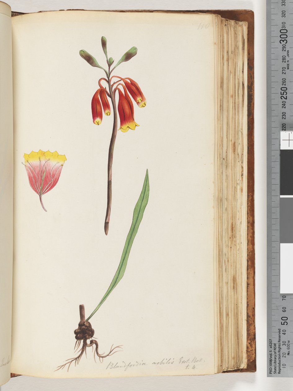 Page 110. Blandfordia nobilis Exot. Bot / t 4. Christmas Belldani af Unknown artist