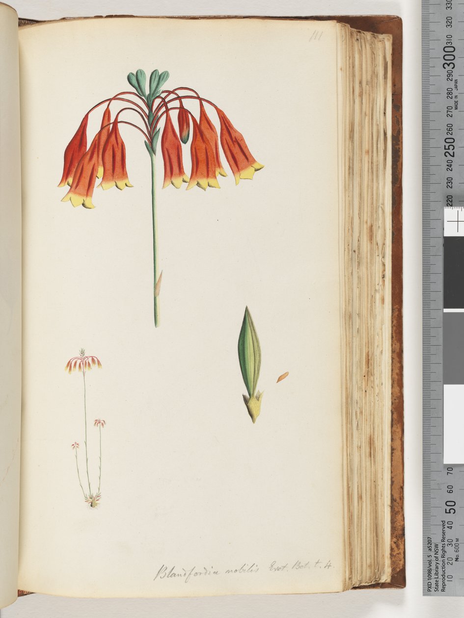 Side 111. Blandfordia nobilis Exot. Bot. t. 4. Juleklokke af Unknown artist