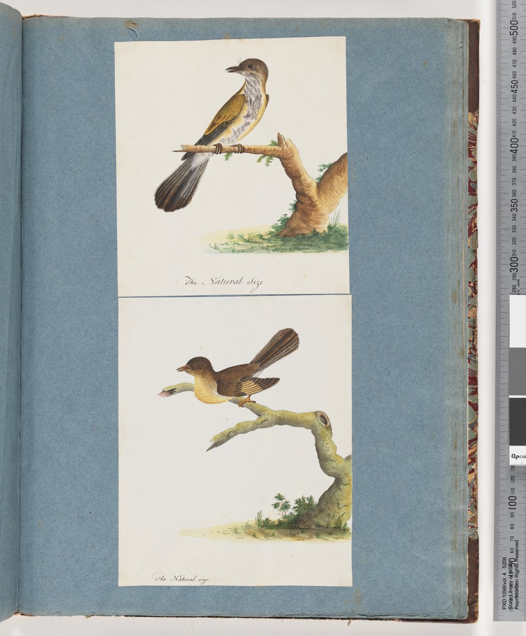 Page 111. Unidentified Bird. 112. Unidentified Bird.dani af Unknown artist
