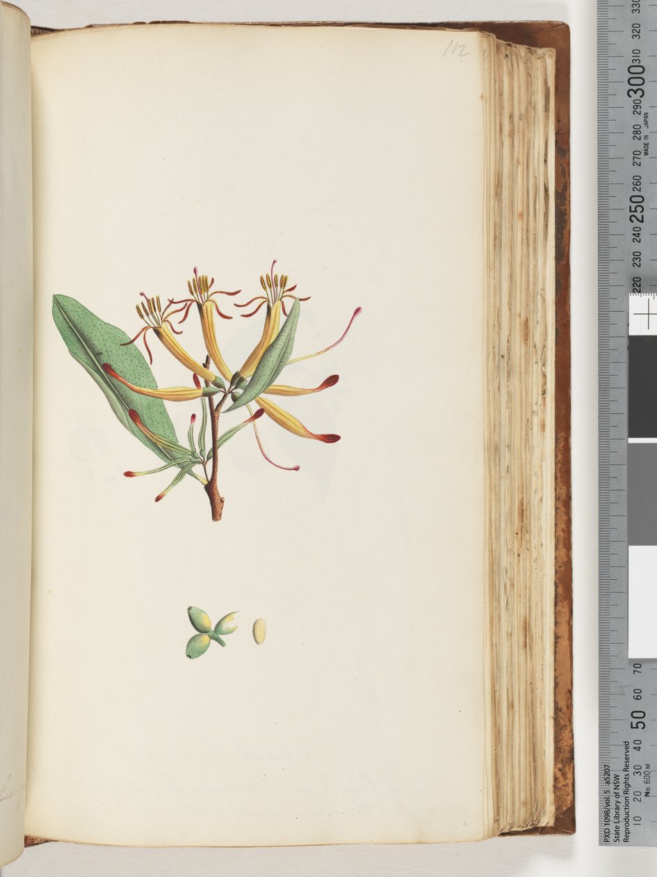 Side 112. Uidentificeret plante af Unknown artist
