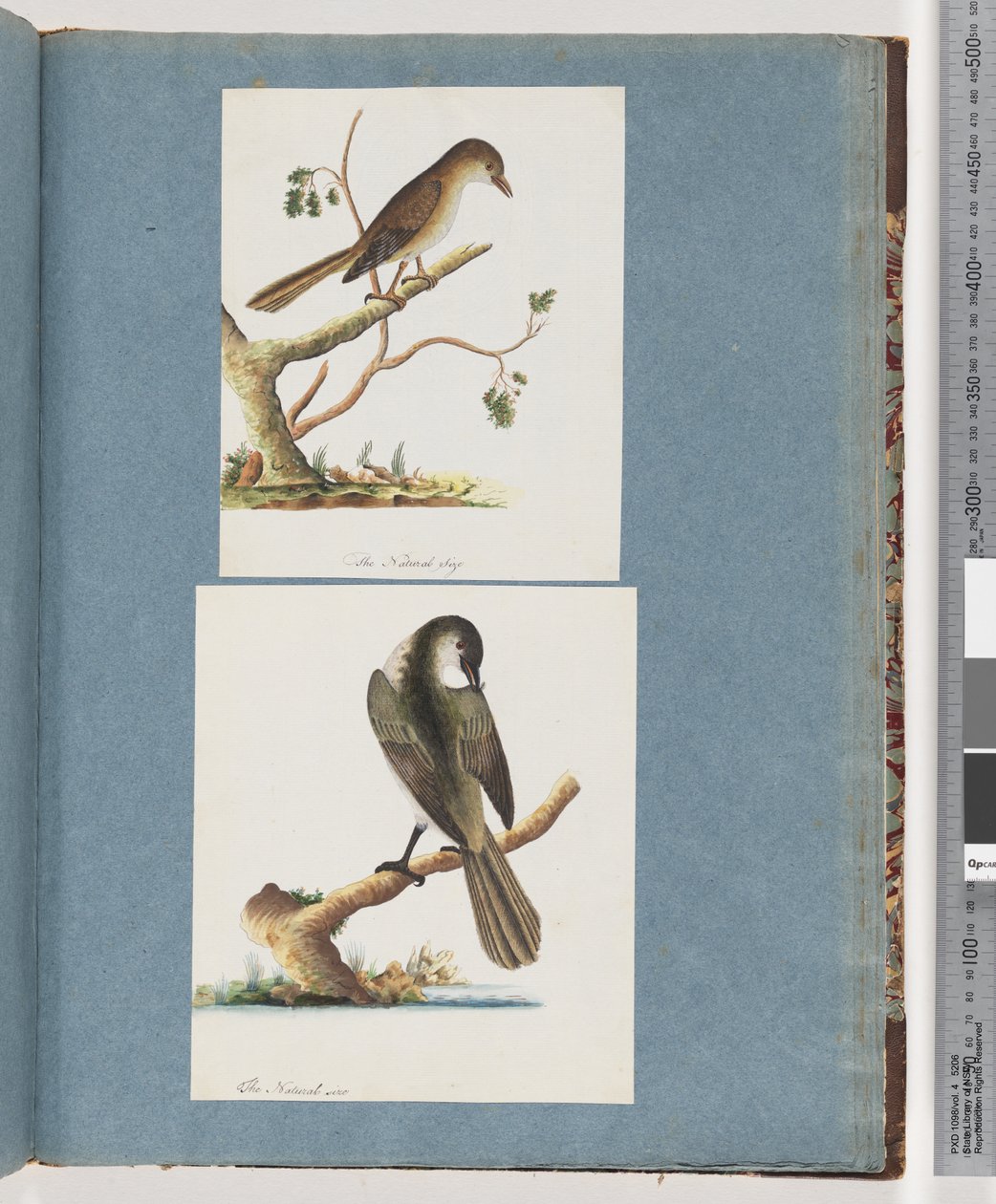 Side 113. Uidentificeret fugl. 114. Uidentificeret Fugl af Unknown artist