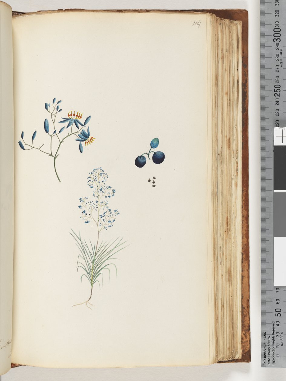 Side 114. Unavngivet blomstrende plante af Unknown artist