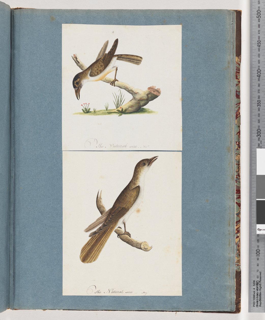 Page 117. Unidentified Bird. 118. Unidentified Birddani af Unknown artist