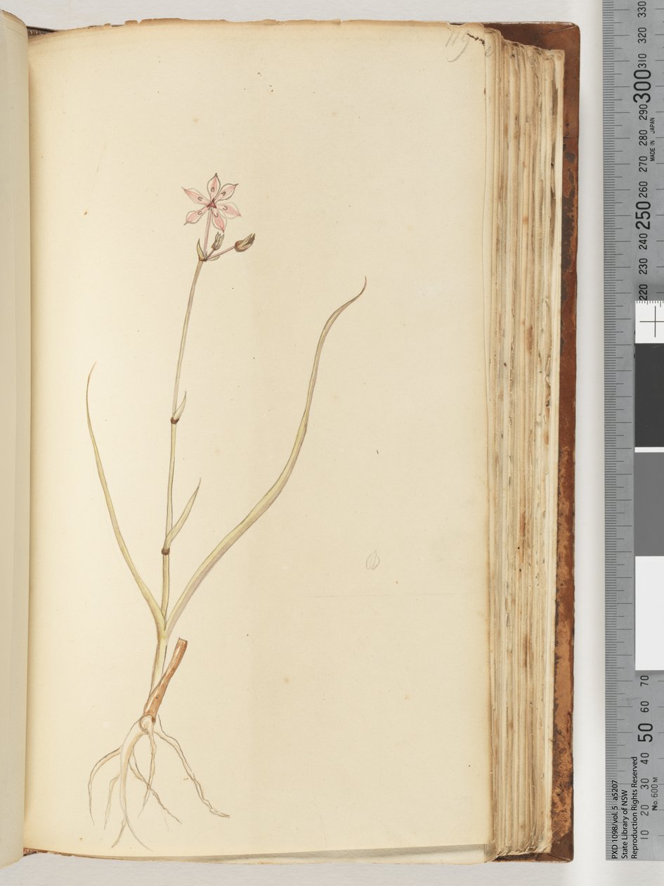 Side 119. Ingen inskription, ufærdig tegning, uidentificeret plante af Unknown artist