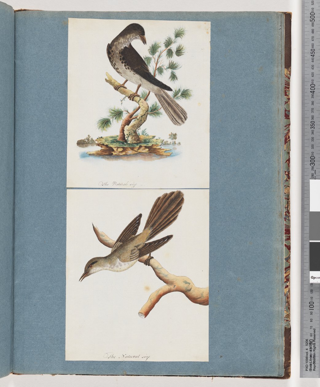 Side 119. Uidentificeret fugl. 120. Uidentificeret Fugl af Unknown artist