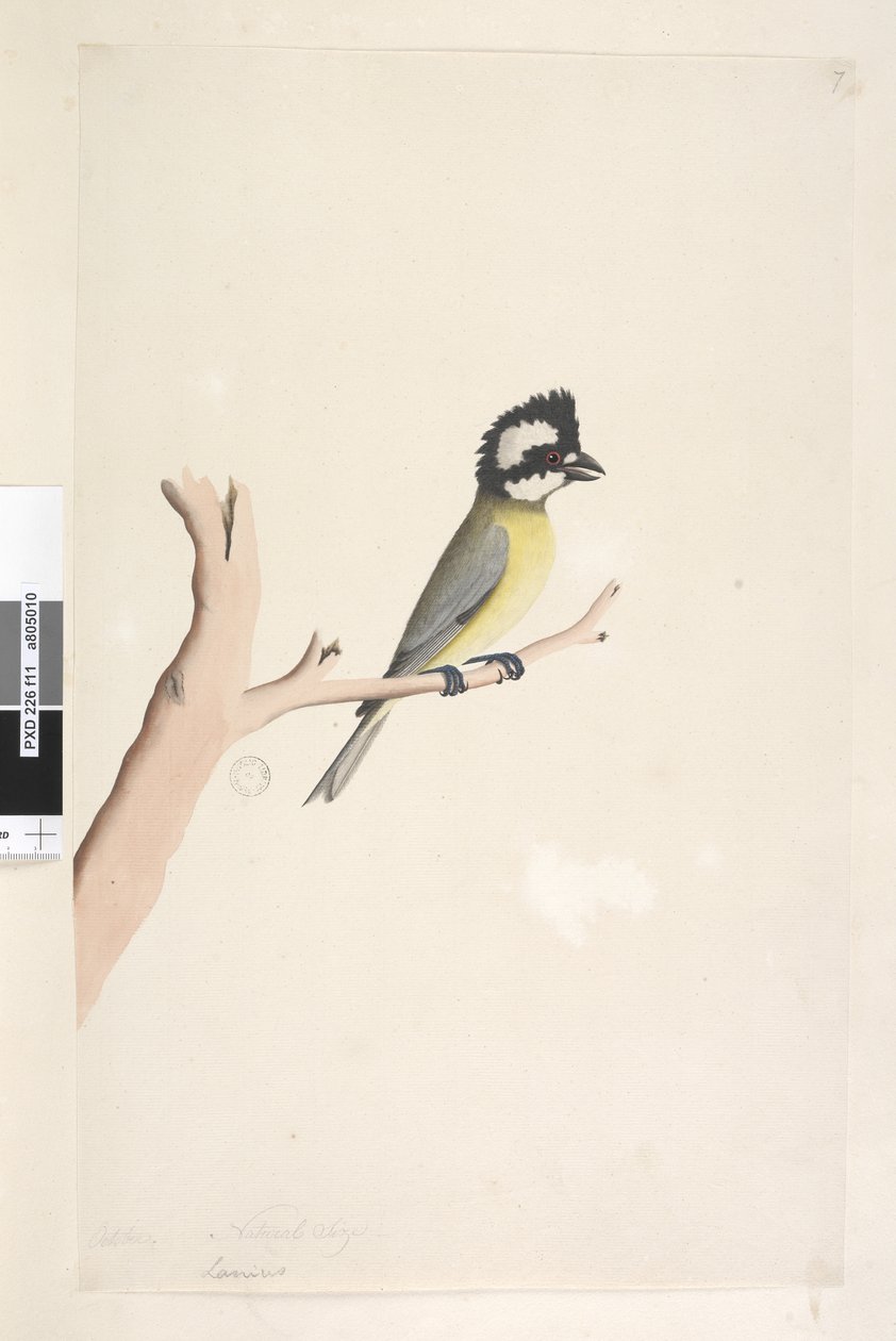 Side 11. Lanius. ovenstående titel i anden hånd oktober. Naturlig størrelse tomsko, mejse Falcunculus frontatus, 1791-92 af Unknown artist