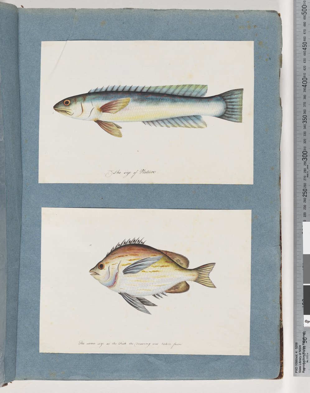 Side 11. Uidentificeret fisk. 12. Uidentificeret fisk af Unknown artist