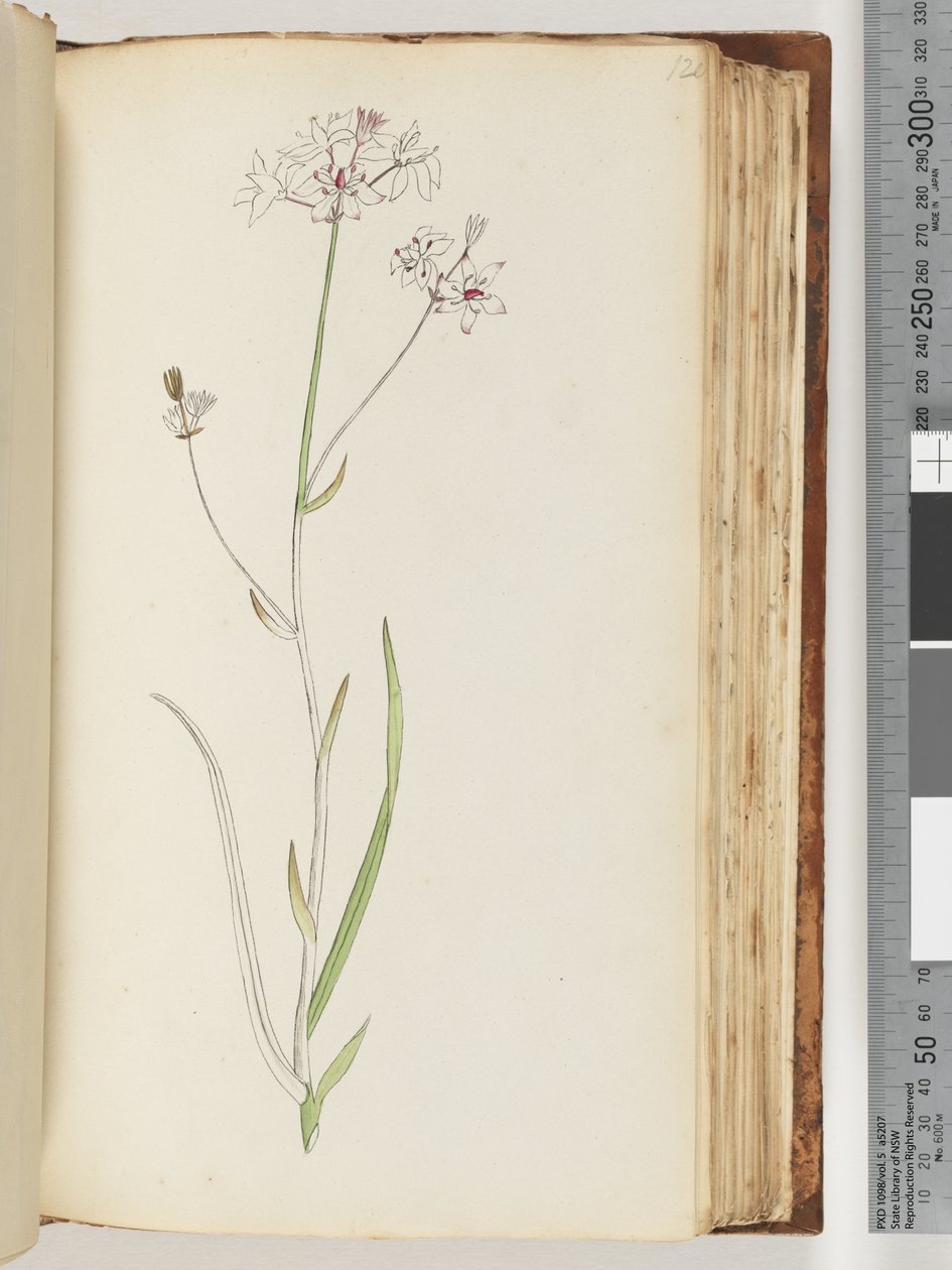 Side 120. Ingen inskription, ufærdig tegning, uidentificeret plante af Unknown artist