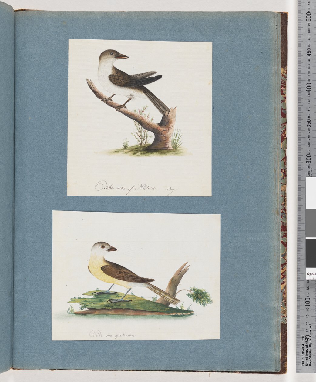 Page 121. Unidentified Bird. 122. Unidentified Birddani af Unknown artist