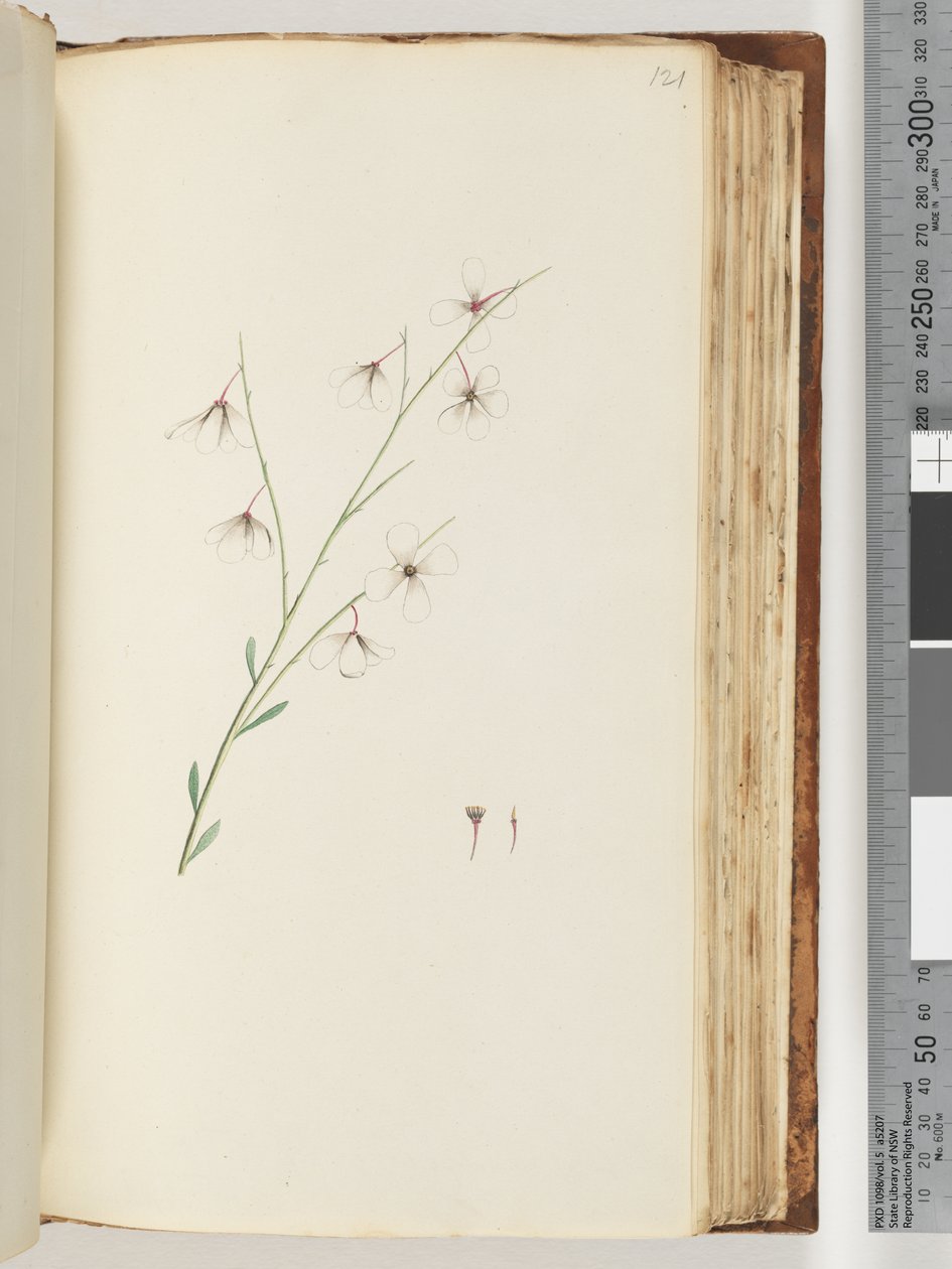 Side 121. Uidentificeret plante af Unknown artist
