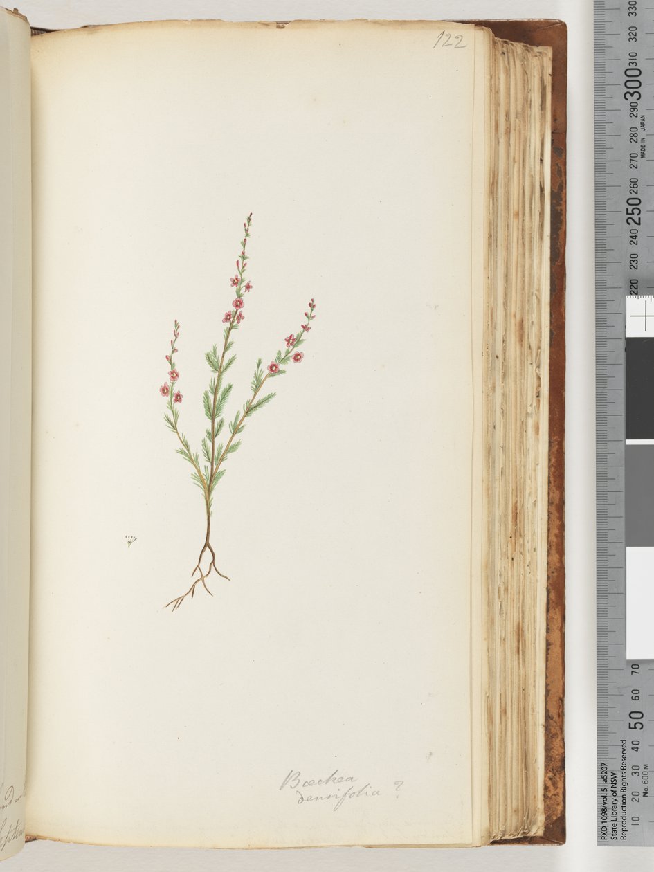 Page 122. Baeckea densifolia, possiblydani af Unknown artist