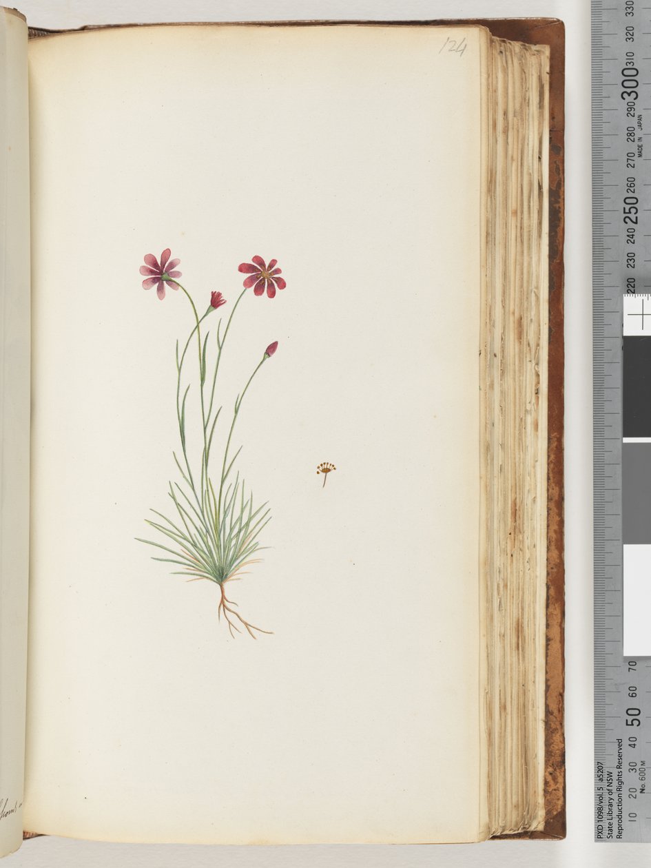Page 124. Unidentified plantdani af Unknown artist