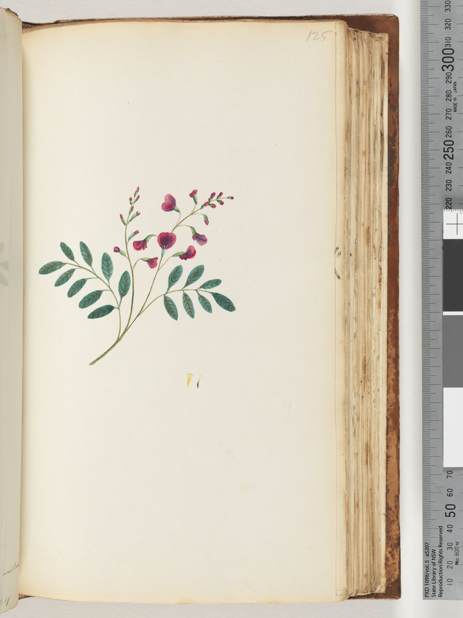 Side 125. Uidentificeret plante af Unknown artist