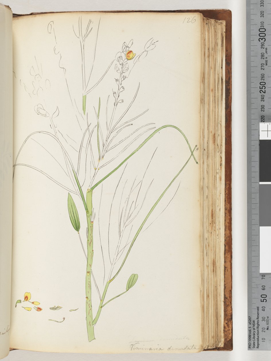 Page 126. Unfinished drawing of Viminaria denudatadani af Unknown artist