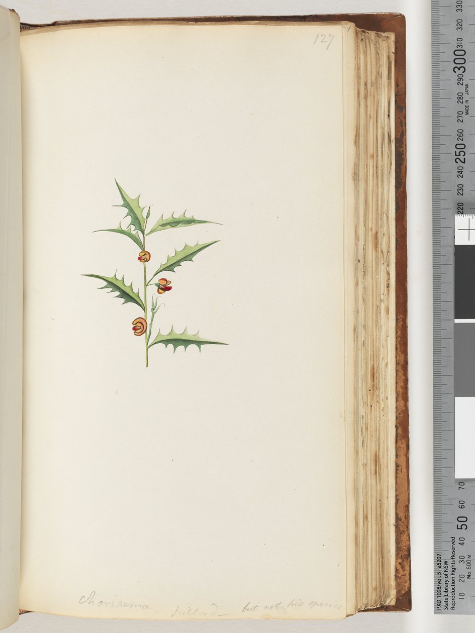 Page 127. Chorizema Billard, but not his speciesdani af Unknown artist