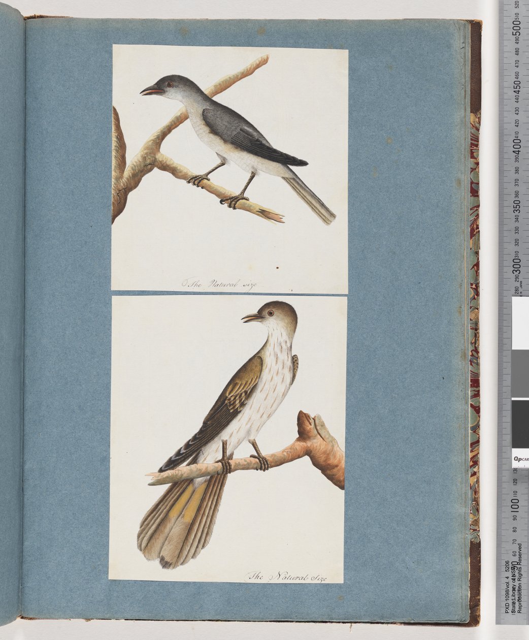 Page 127. Unidentified Bird. 128. Unidentified Birddani af Unknown artist