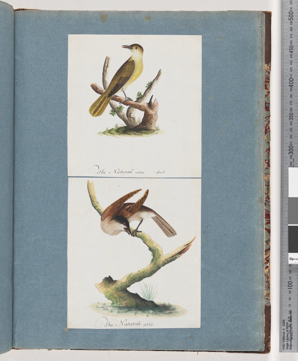 Side 129. Uidentificeret fugl. 130. Uidentificeret Fugl af Unknown artist