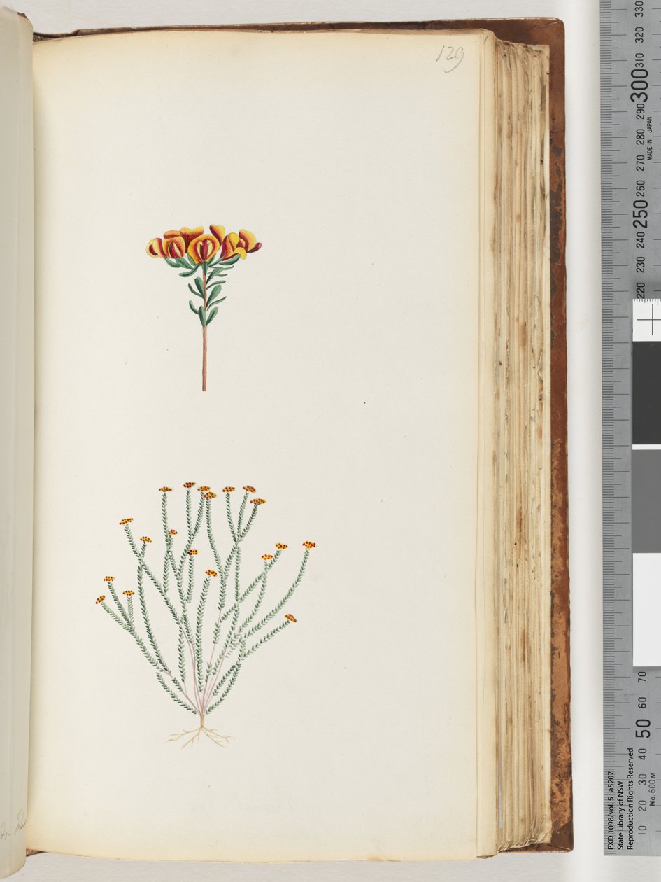Page 129. Unidentified plantdani af Unknown artist