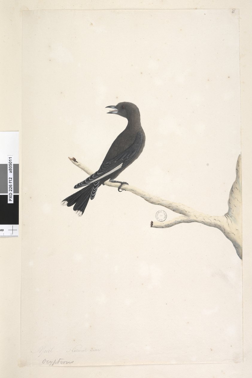 Page 12. Ocyptamus. above title in different hand April, natural size Dusky Wood, Swallow Artamus cyanopterus, 1791-92 dani af Unknown artist