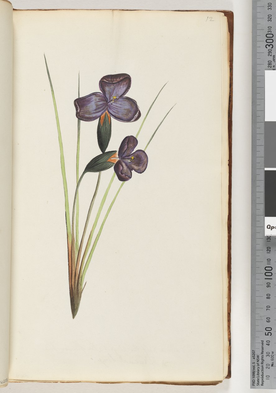 Side 12. Uidentificeret plante af Unknown artist