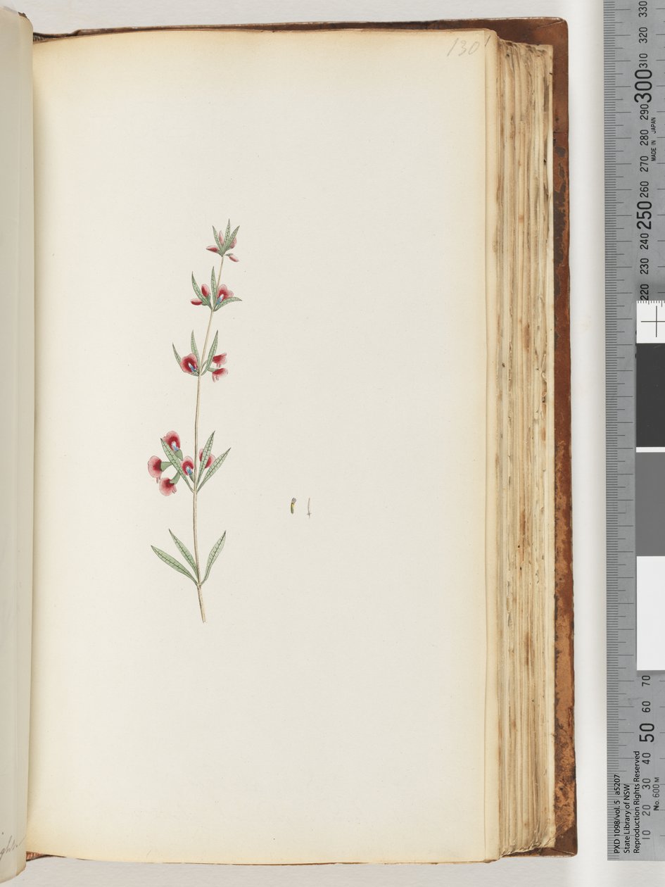 Side 130. Uidentificeret plante af Unknown artist