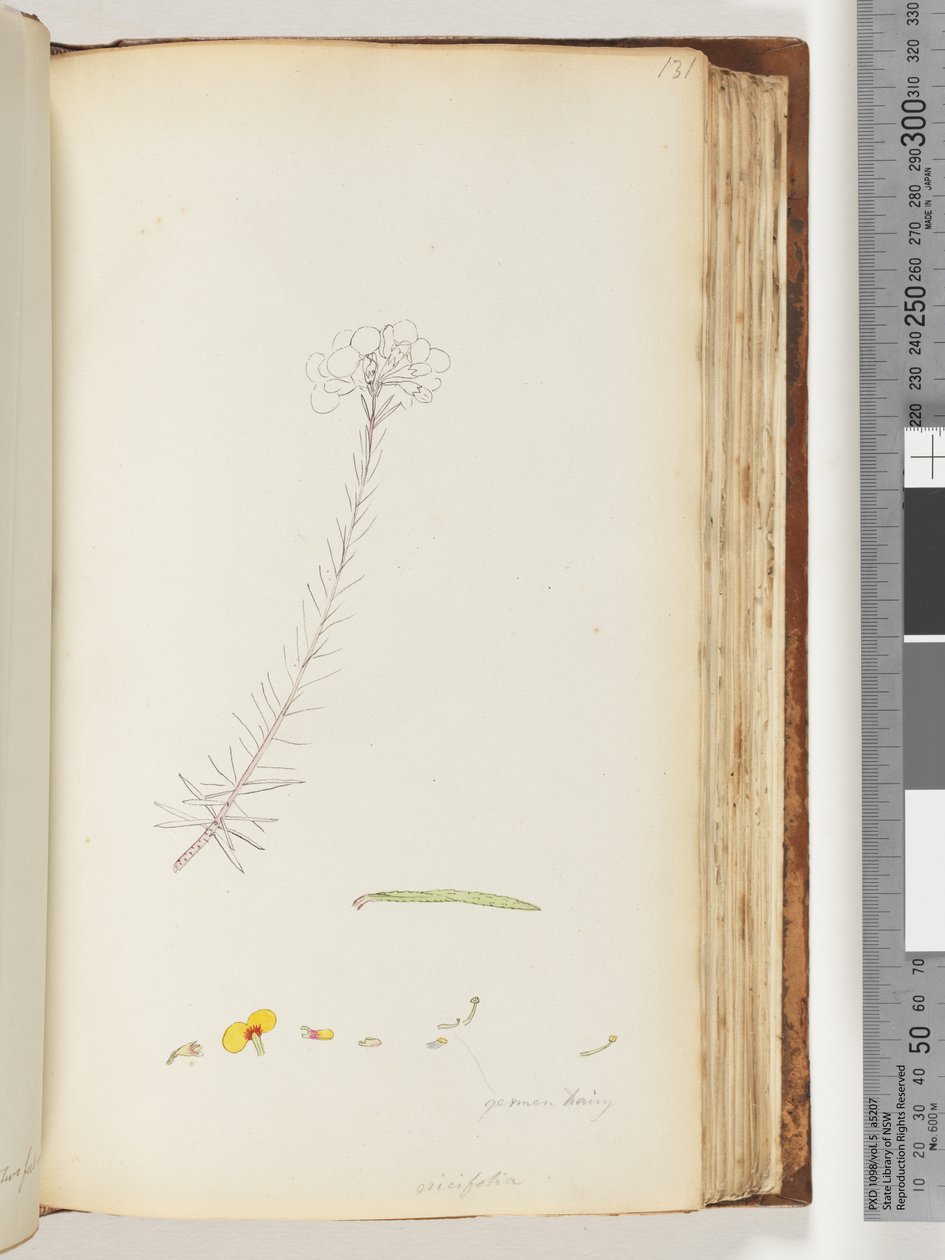 Side 131. Germen hairy / Ericifolia ufærdig tegning af Unknown artist