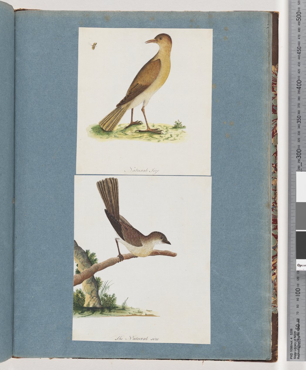 Page 131. Unidentified Bird. 132. Unidentified Birddani af Unknown artist