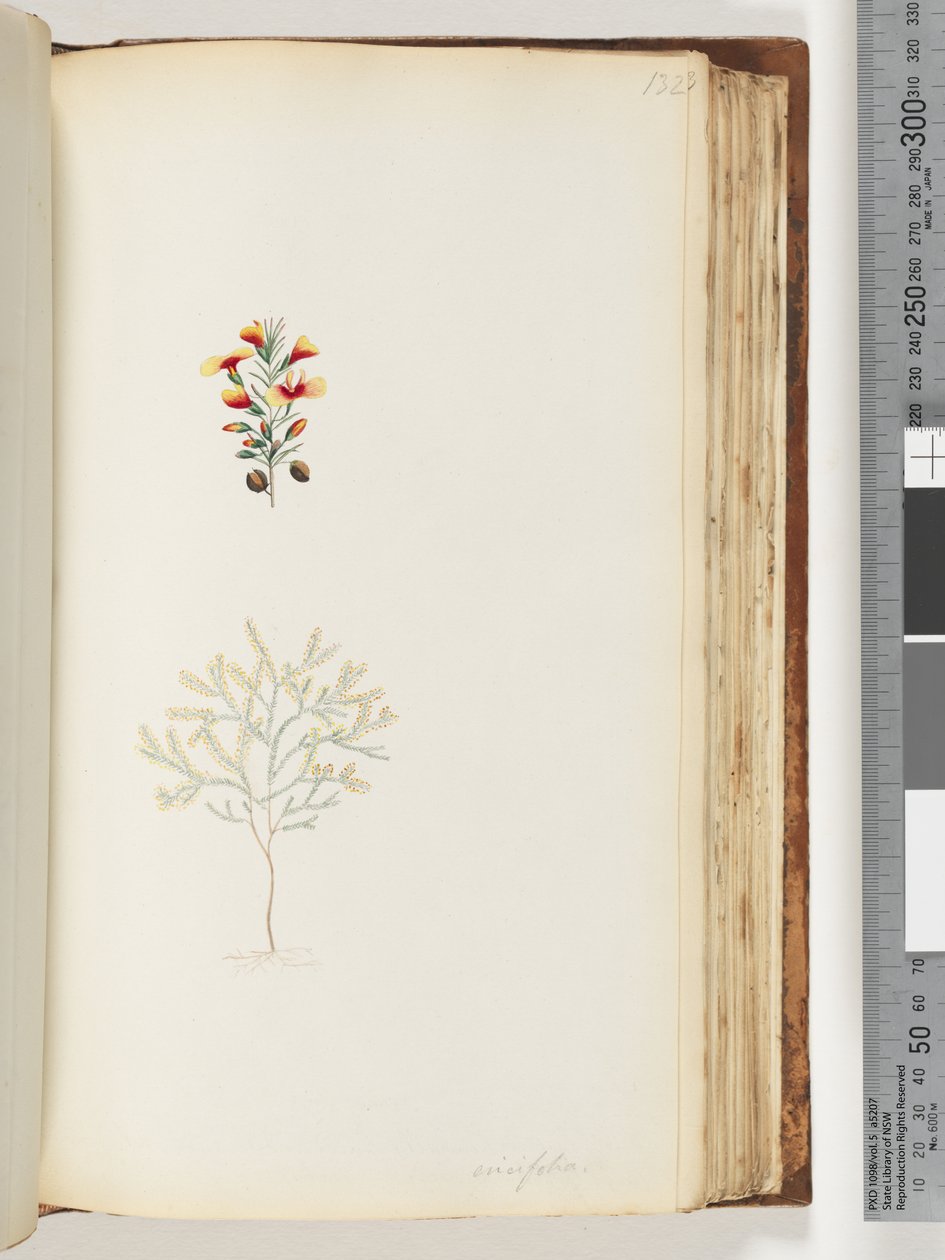 Side 132. Ericifolia af Unknown artist