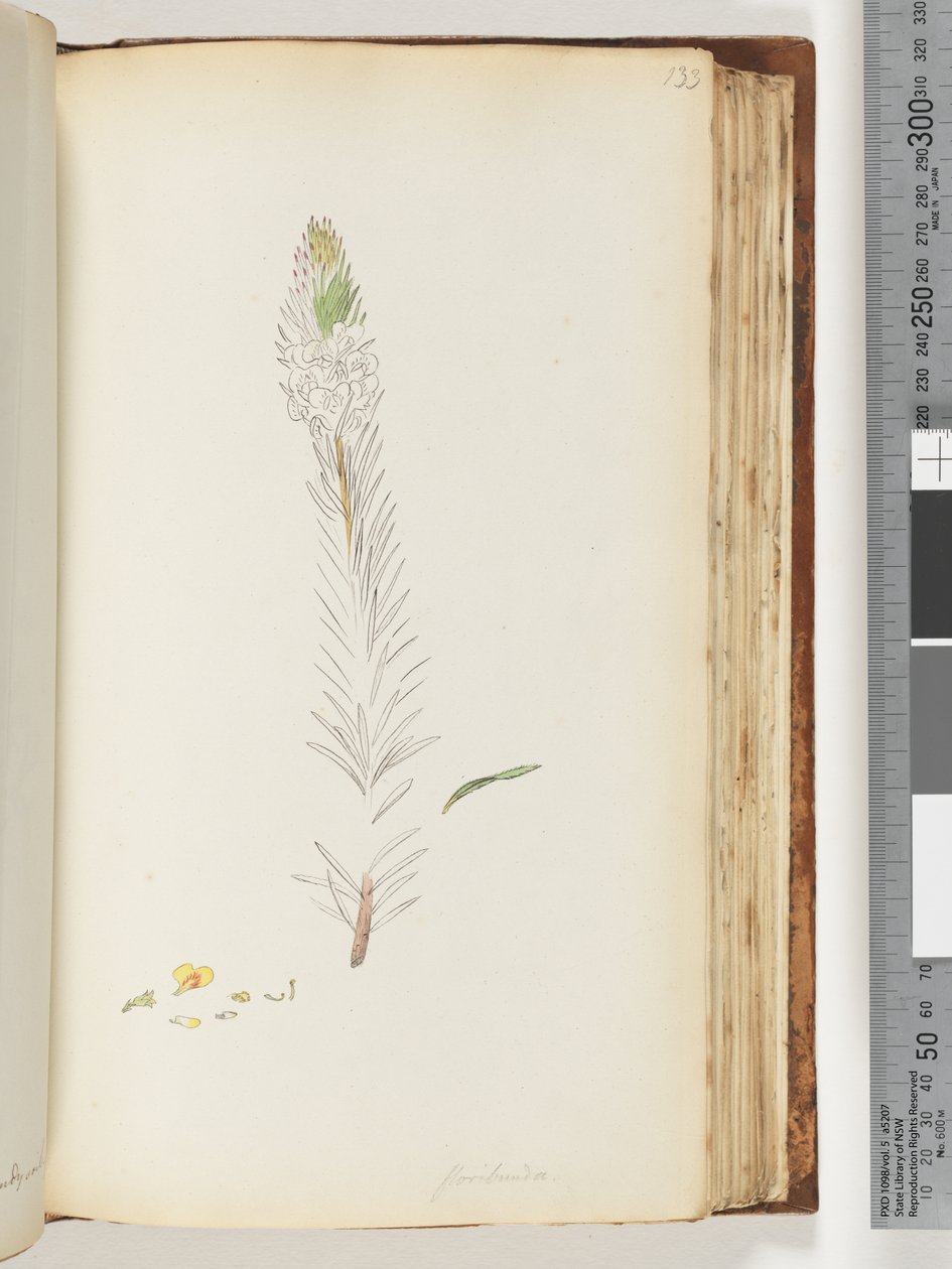 Side 133. Floribunda ufærdig tegning af Unknown artist