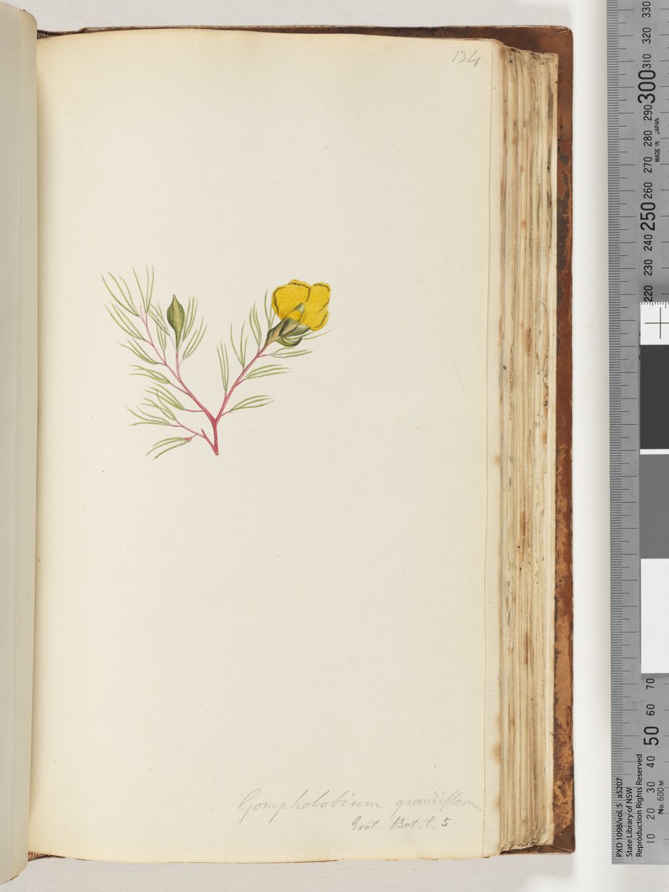 Side 134. Gompholobium grandiflorum / Exot. Bot. t. 5 af Unknown artist