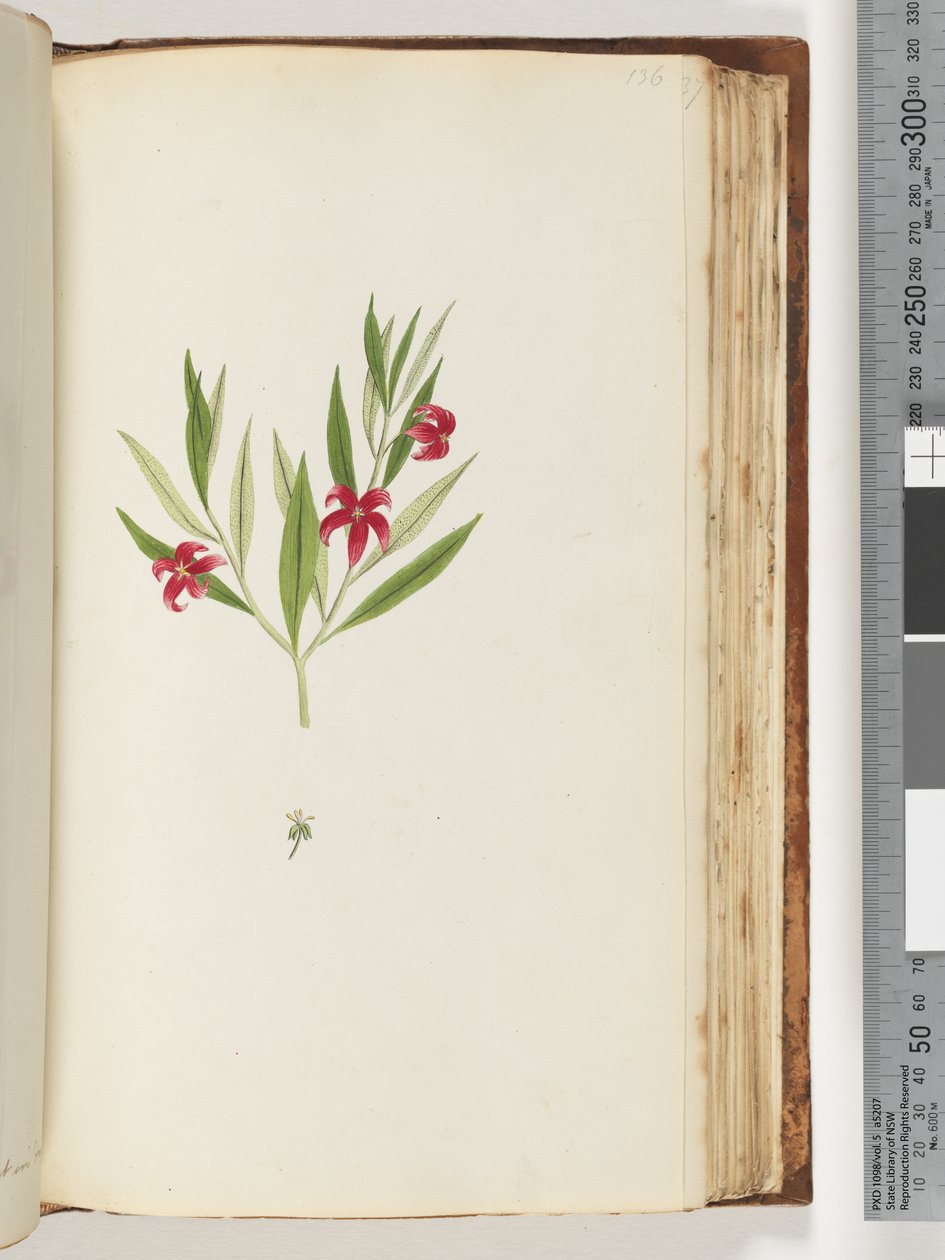Side 136. Uidentificeret plante af Unknown artist